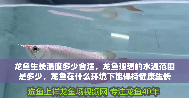 龍魚生長溫度多少合適，龍魚理想的水溫范圍是多少，龍魚在什么環(huán)境下能保持健康生長