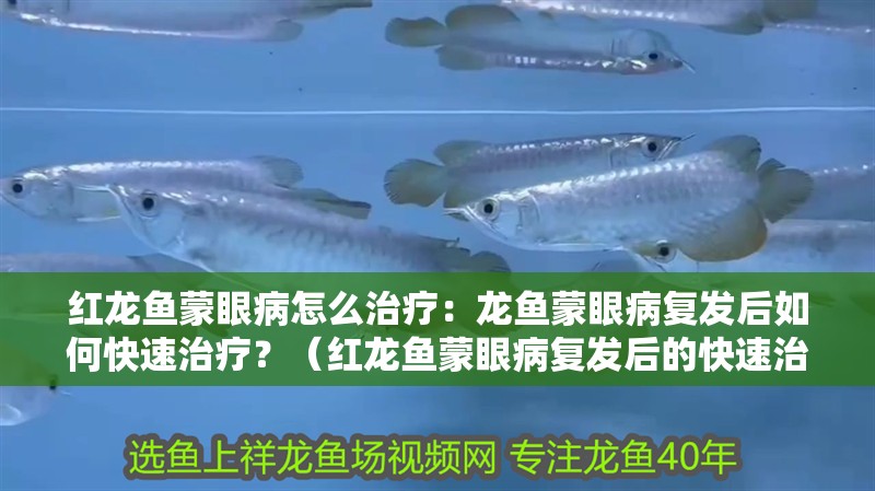 紅龍魚蒙眼病怎么治療：龍魚蒙眼病復發后如何快速治療？（紅龍魚蒙眼病復發后的快速治療方法）