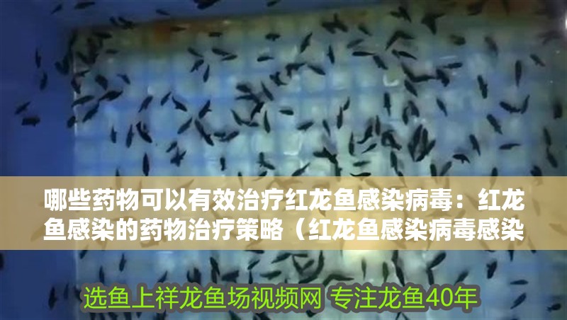 魚缸造景先放沙還是先放水(魚缸造景先鋪沙還是先放石頭) 哪些藥物可以有效治療紅龍魚感染病毒:紅龍魚感染的藥物治療策略(紅龍魚感染病毒感染的藥物及其作用機制:紅龍魚病毒感染的藥物) 水族問答 哪些藥物可以有效治療紅龍魚感染病毒:紅龍魚感染的藥物治療策略(紅龍魚感染病毒感染的藥物及其作用機制:紅龍魚病毒感染的藥物) 哪些藥物可以有效治療紅龍魚感染病毒:紅龍魚感染的藥物治療策略(紅龍魚感染病毒感染的藥物及其作用機制:紅龍魚病毒感染的藥物) 水族問答