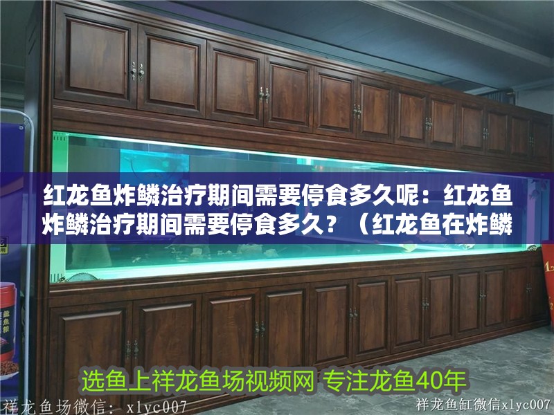紅龍魚炸鱗治療期間需要停食多久呢：紅龍魚炸鱗治療期間需要停食多久？（紅龍魚在炸鱗病治療期間的停食時間取決于病情的嚴重程度）