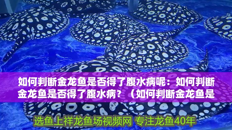 如何判斷金龍魚是否得了腹水病呢：如何判斷金龍魚是否得了腹水病？（如何判斷金龍魚是否得了腹水病）
