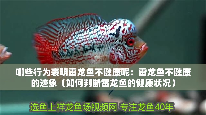 我的虎魚真菌感染了要怎么處理 哪些行為表明雷龍魚不健康呢:雷龍魚不健康的跡象(如何判斷雷龍魚的健康狀況) 水族問答 哪些行為表明雷龍魚不健康呢:雷龍魚不健康的跡象(如何判斷雷龍魚的健康狀況) 哪些行為表明雷龍魚不健康呢:雷龍魚不健康的跡象(如何判斷雷龍魚的健康狀況) 水族問答