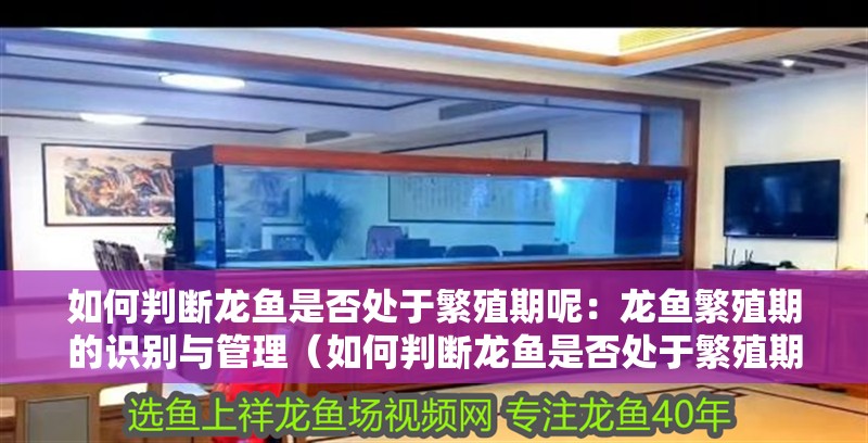 如何判斷龍魚是否處于繁殖期呢：龍魚繁殖期的識別與管理（如何判斷龍魚是否處于繁殖期）