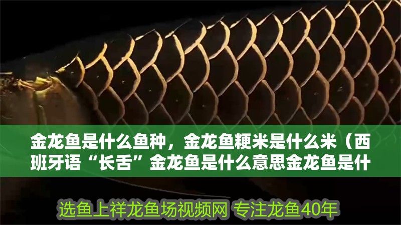 金龍魚是什么魚種，金龍魚粳米是什么米（西班牙語“長舌”金龍魚是什么意思金龍魚是什么意思） 金龍魚是什么魚種，金龍魚粳米是什么米（西班牙語“長舌”金龍魚是什么意思金龍魚是什么意思） 觀賞魚百科