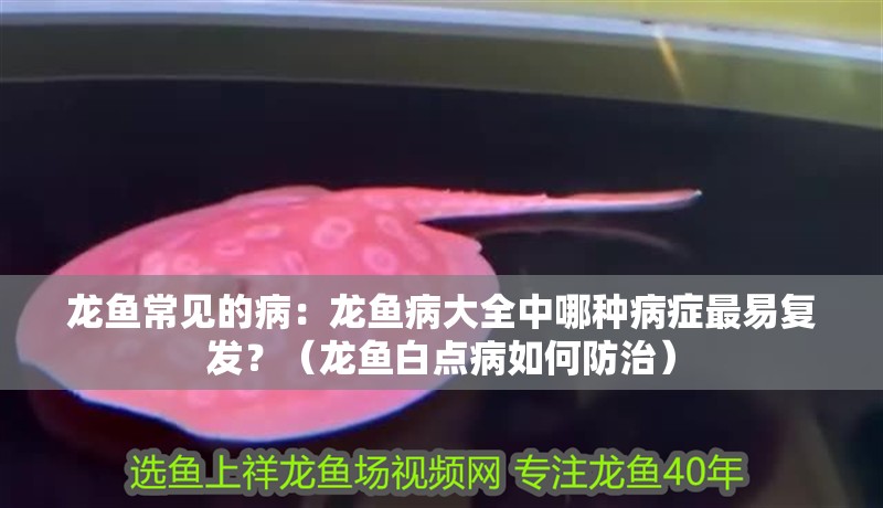 龍魚常見的病：龍魚病大全中哪種病癥最易復發？（龍魚白點病如何防治） 龍魚常見的病：龍魚病大全中哪種病癥最易復發？（龍魚白點病如何防治） 水族問答