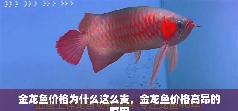 金龍魚價格為什么這么貴，金龍魚價格高昂的原因