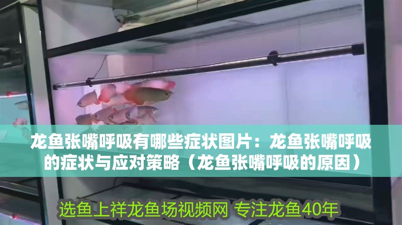 龍魚張嘴呼吸有哪些癥狀圖片：龍魚張嘴呼吸的癥狀與應對策略（龍魚張嘴呼吸的原因）