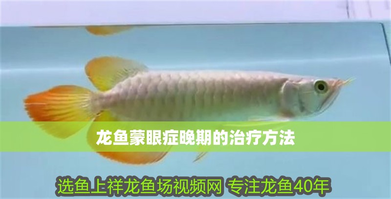 龍魚蒙眼癥晚期的治療方法