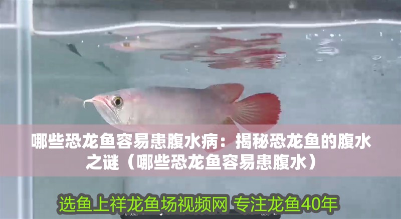 哪些恐龍魚容易患腹水病：揭秘恐龍魚的腹水之謎（哪些恐龍魚容易患腹水）