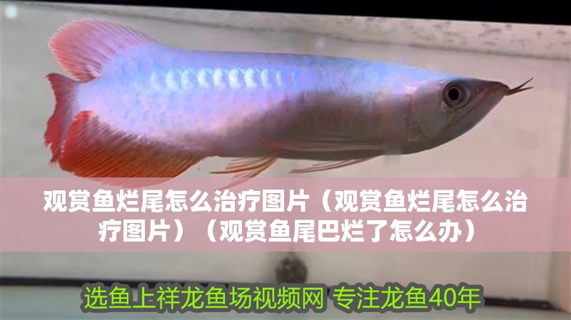 觀賞魚爛尾怎么治療圖片（觀賞魚爛尾怎么治療圖片）（觀賞魚尾巴爛了怎么辦）