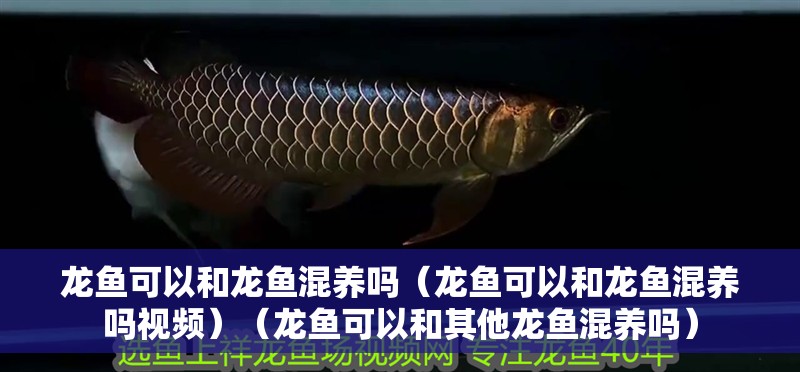 龍魚可以和龍魚混養(yǎng)嗎（龍魚可以和龍魚混養(yǎng)嗎視頻）（龍魚可以和其他龍魚混養(yǎng)嗎）