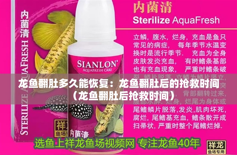 龍魚翻肚多久能恢復(fù)：龍魚翻肚后的搶救時間（龍魚翻肚后搶救時間）