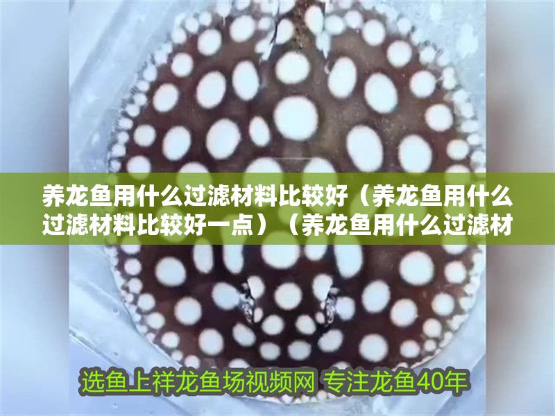 養龍魚用什么過濾材料比較好（養龍魚用什么過濾材料比較好一點）（養龍魚用什么過濾材料比較好）