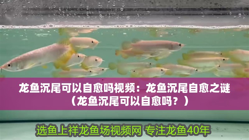龍魚沉尾可以自愈嗎視頻：龍魚沉尾自愈之謎（龍魚沉尾可以自愈嗎？）