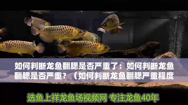 如何判斷龍魚翻腮是否嚴重了：如何判斷龍魚翻腮是否嚴重？（如何判斷龍魚翻腮嚴重程度）