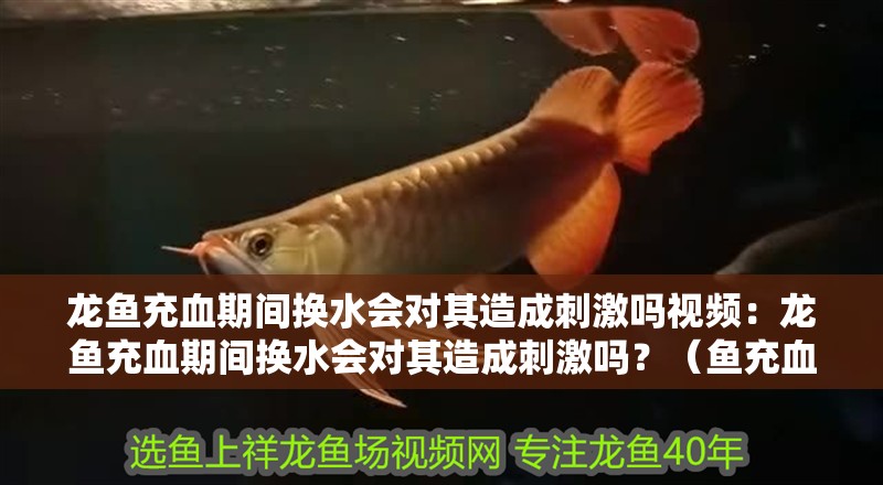 魚缸過濾器選購指南:自制魚缸過濾器魚缸上置過濾器對于養魚愛好者的必備知識 龍魚充血期間換水會對其造成刺激嗎視頻:龍魚充血期間換水會對其造成刺激嗎?(魚充血期間換水可能會對龍魚造成刺激,換水會對其造成刺激) 水族問答 龍魚充血期間換水會對其造成刺激嗎視頻:龍魚充血期間換水會對其造成刺激嗎?(魚充血期間換水可能會對龍魚造成刺激,換水會對其造成刺激) 龍魚充血期間換水會對其造成刺激嗎視頻:龍魚充血期間換水會對其造成刺激嗎?(魚充血期間換水可能會對龍魚造成刺激,換水會對其造成刺激) 水族問答