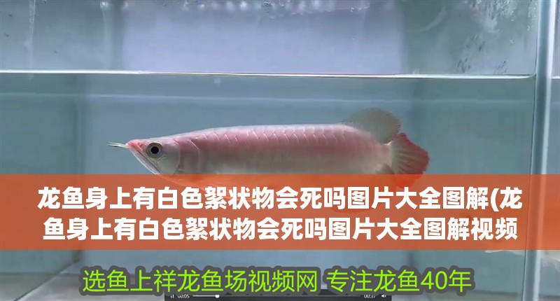 龍魚身上有白色絮狀物會死嗎圖片大全圖解(龍魚身上有白色絮狀物會死嗎圖片大全圖解視頻)（龍魚身上有白色絮狀物會死嗎）