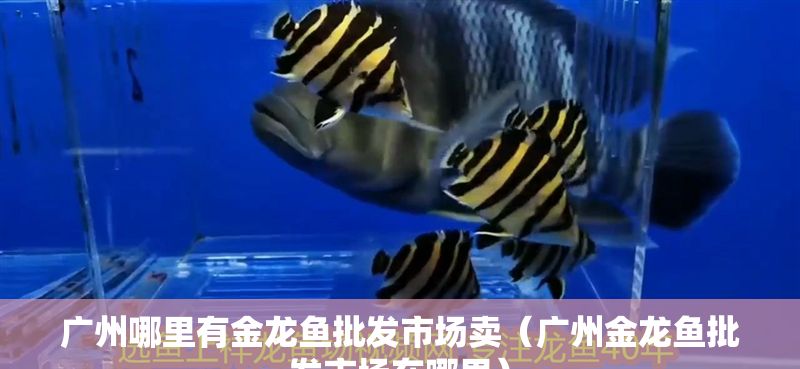 廣州哪里有金龍魚批發(fā)市場賣（廣州金龍魚批發(fā)市場在哪里）