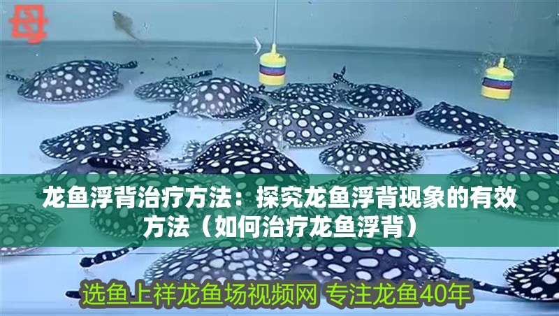 龍魚浮背治療方法：探究龍魚浮背現象的有效方法（如何治療龍魚浮背）