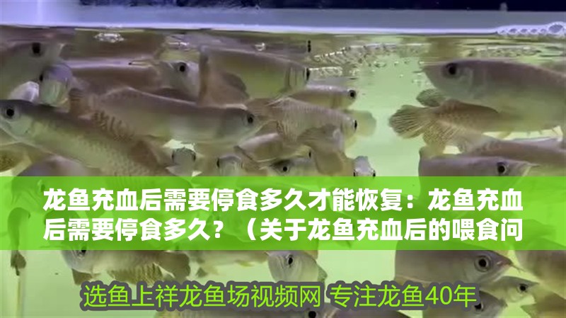 龍魚充血后需要停食多久才能恢復(fù)：龍魚充血后需要停食多久？（關(guān)于龍魚充血后的喂食問題）
