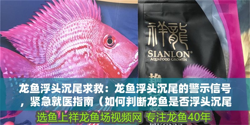 龍魚浮頭沉尾求救：龍魚浮頭沉尾的警示信號，緊急就醫指南（如何判斷龍魚是否浮頭沉尾）