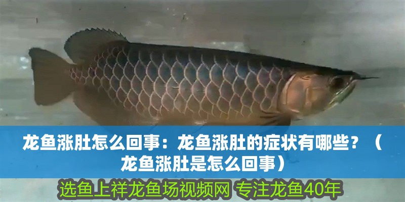 龍魚漲肚怎么回事：龍魚漲肚的癥狀有哪些？（龍魚漲肚是怎么回事）