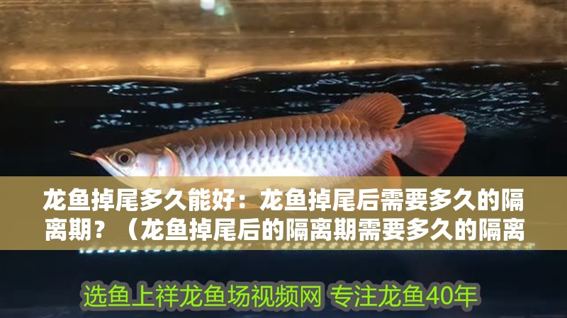 龍魚掉尾多久能好：龍魚掉尾后需要多久的隔離期？（龍魚掉尾后的隔離期需要多久的隔離期可能會受傷嚴重）