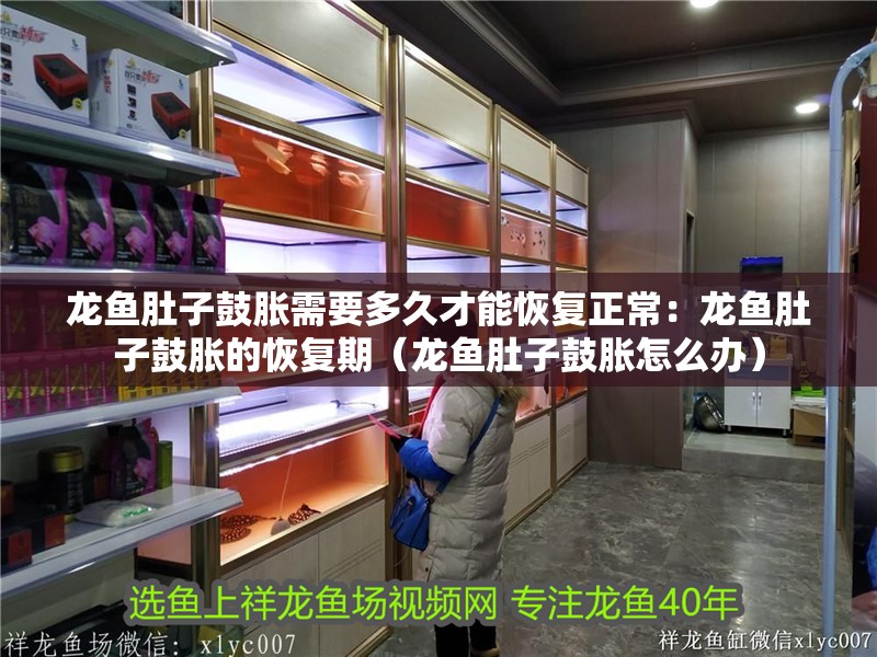 龍魚肚子鼓脹需要多久才能恢復正常：龍魚肚子鼓脹的恢復期（龍魚肚子鼓脹怎么辦）