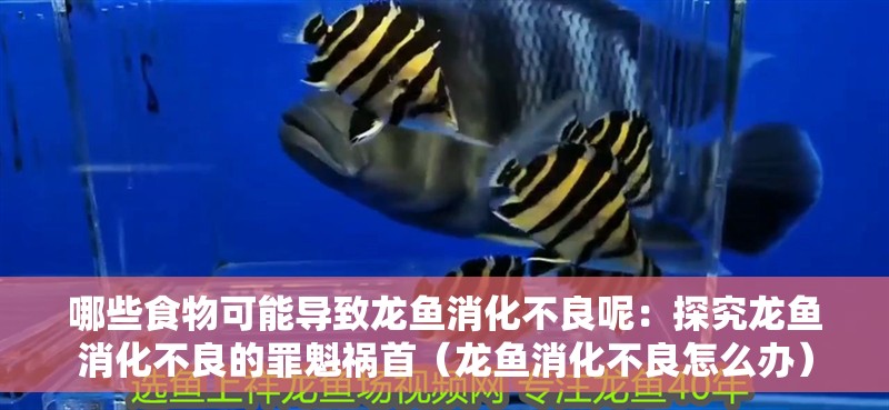哪些食物可能導致龍魚消化不良呢：探究龍魚消化不良的罪魁禍首（龍魚消化不良怎么辦）