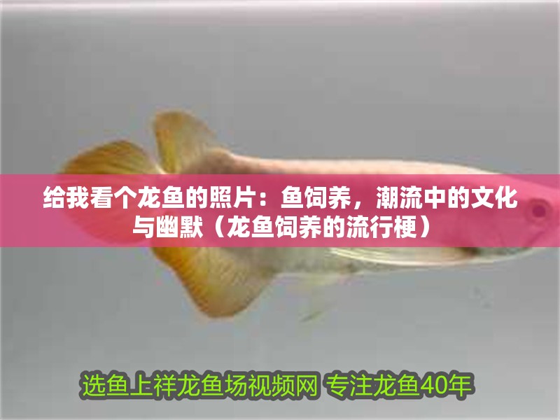 給我看個龍魚的照片：魚飼養，潮流中的文化與幽默（龍魚飼養的流行梗）