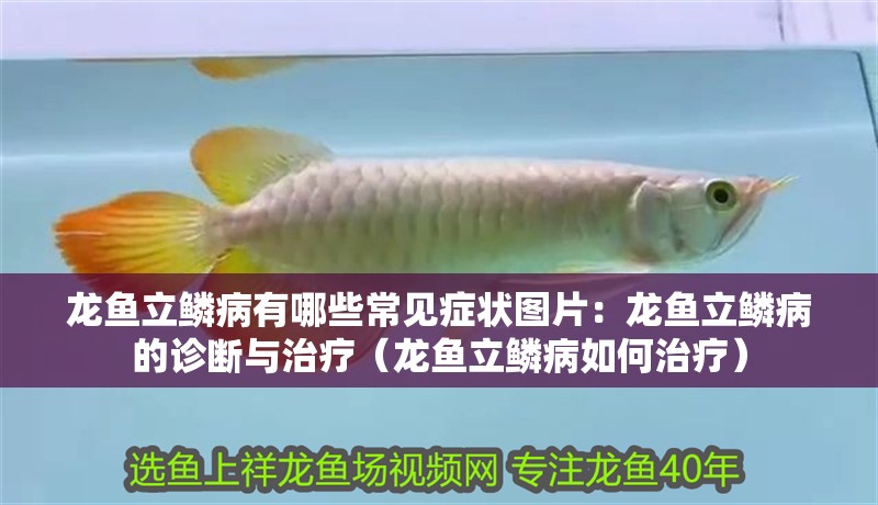 龍魚立鱗病有哪些常見癥狀圖片：龍魚立鱗病的診斷與治療（龍魚立鱗病如何治療）