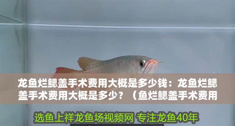 龍魚爛鰓蓋手術費用大概是多少錢：龍魚爛鰓蓋手術費用大概是多少？（魚爛鰓蓋手術費用因地區、醫生等因素而異）
