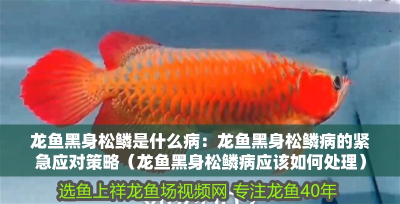 龍魚黑身松鱗是什么病：龍魚黑身松鱗病的緊急應對策略（龍魚黑身松鱗病應該如何處理）
