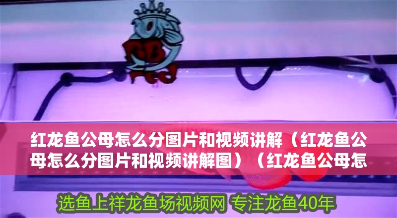 紅龍魚(yú)公母怎么分圖片和視頻講解（紅龍魚(yú)公母怎么分圖片和視頻講解圖）（紅龍魚(yú)公母怎么分圖片和視頻和視頻講解圖片和視頻講解）