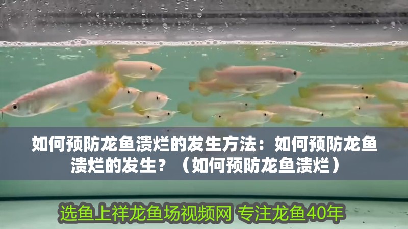 如何預防龍魚潰爛的發生方法：如何預防龍魚潰爛的發生？（如何預防龍魚潰爛）
