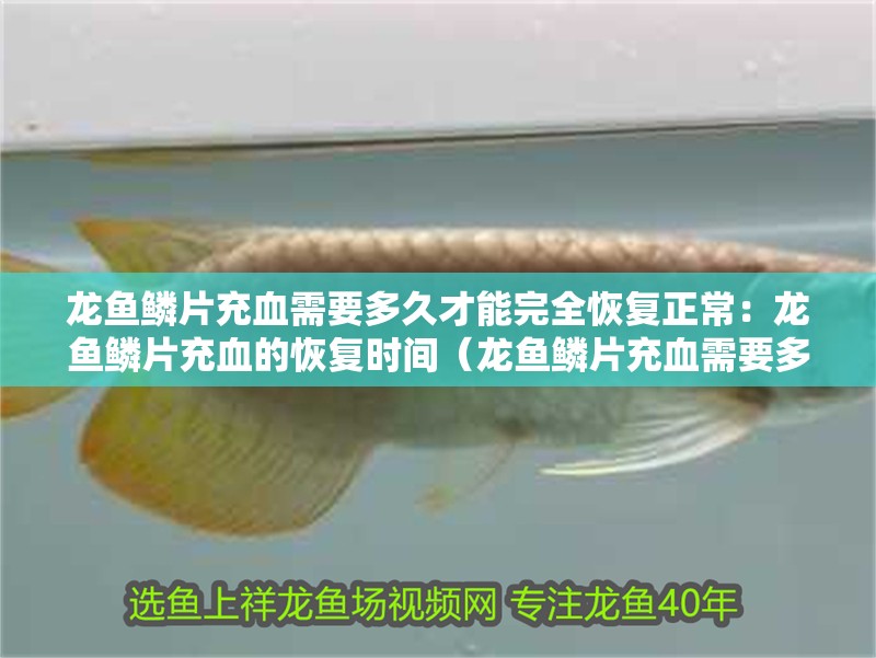 龍魚鱗片充血需要多久才能完全恢復(fù)正常：龍魚鱗片充血的恢復(fù)時間（龍魚鱗片充血需要多久恢復(fù)）