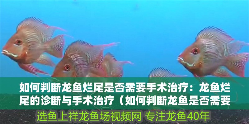 如何判斷龍魚爛尾是否需要手術治療：龍魚爛尾的診斷與手術治療（如何判斷龍魚是否需要手術治療）