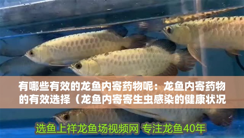 有哪些有效的龍魚內寄藥物呢：龍魚內寄藥物的有效選擇（龍魚內寄寄生蟲感染的健康狀況是一種常見的龍魚內寄藥物）