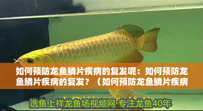 如何預(yù)防龍魚鱗片疾病的復(fù)發(fā)呢：如何預(yù)防龍魚鱗片疾病的復(fù)發(fā)？（如何預(yù)防龍魚鱗片疾病復(fù)發(fā)）