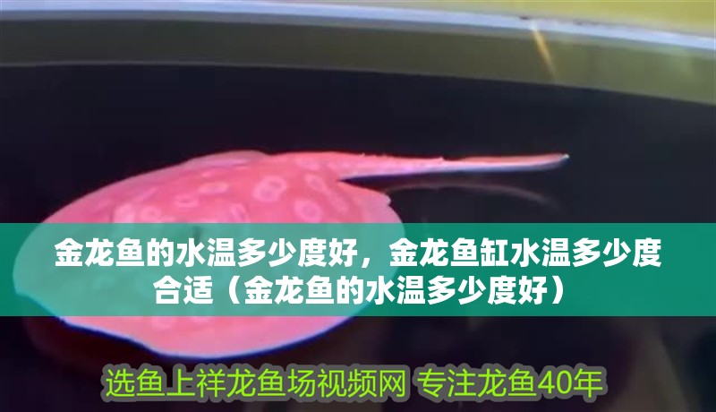 金龍魚的水溫多少度好，金龍魚缸水溫多少度合適（金龍魚的水溫多少度好） 金龍魚的水溫多少度好，金龍魚缸水溫多少度合適（金龍魚的水溫多少度好） 觀賞魚百科