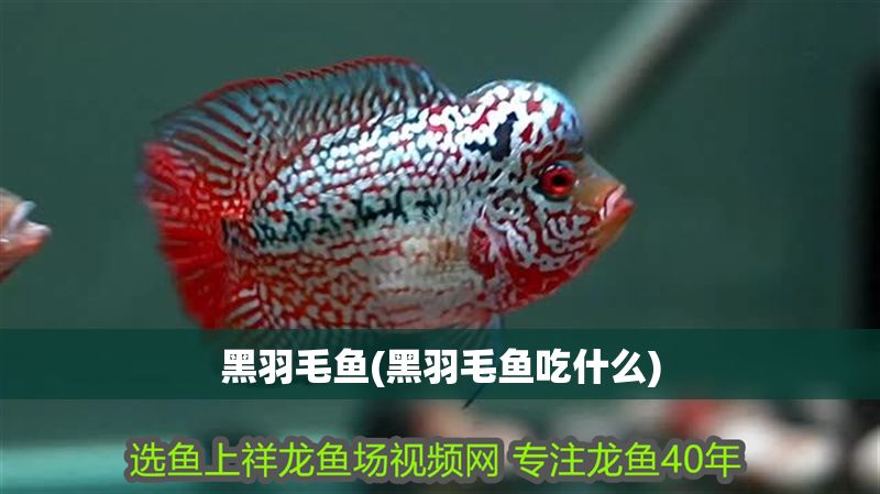 黑羽毛魚(黑羽毛魚吃什么)