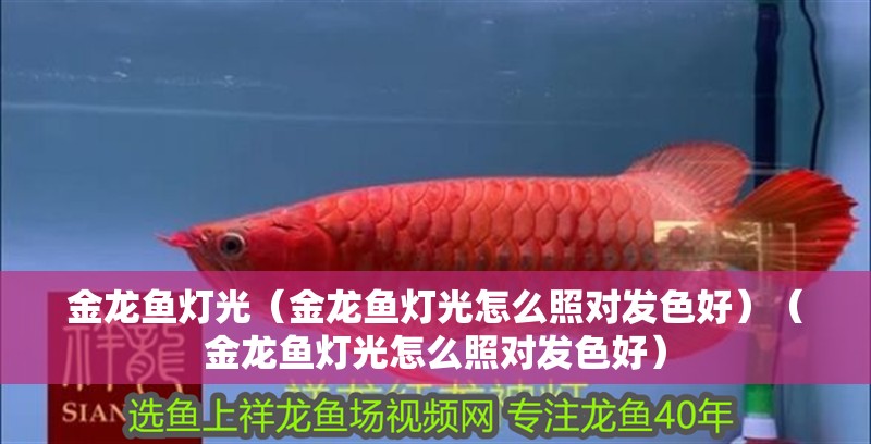金龍魚燈光（金龍魚燈光怎么照對(duì)發(fā)色好）（金龍魚燈光怎么照對(duì)發(fā)色好）
