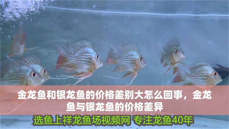 金龍魚和銀龍魚的價格差別大怎么回事，金龍魚與銀龍魚的價格差異
