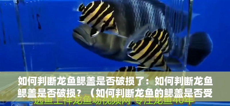如何判斷龍魚鰓蓋是否破損了：如何判斷龍魚鰓蓋是否破損？（如何判斷龍魚的鰓蓋是否受損）
