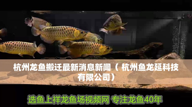 杭州龍魚搬遷最新消息新聞（ 杭州魚龍延科技有限公司） 杭州龍魚搬遷最新消息新聞（ 杭州魚龍延科技有限公司） 觀賞魚百科