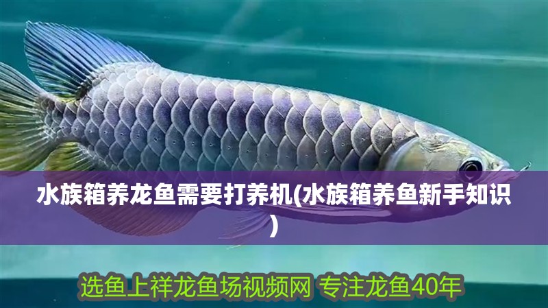 水族箱養龍魚需要打養機(水族箱養魚新手知識)