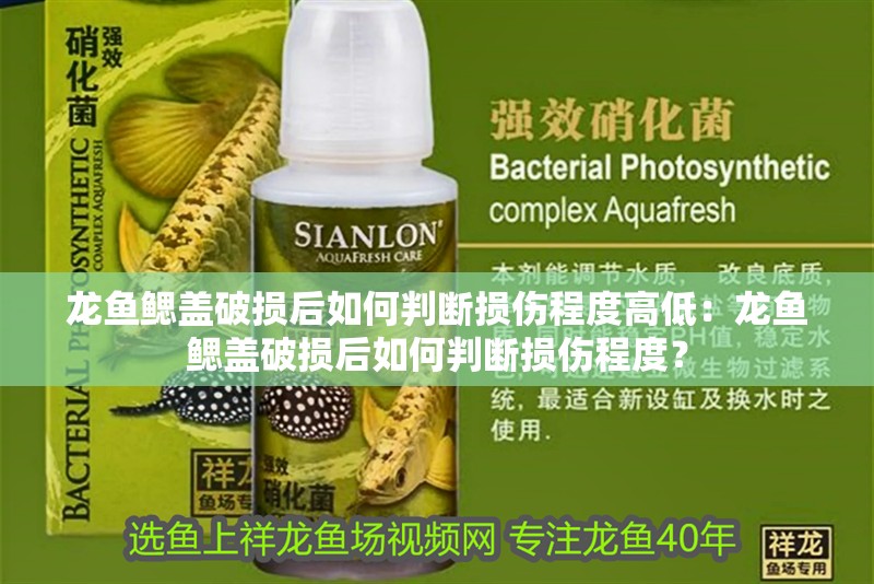 龍魚鰓蓋破損后如何判斷損傷程度高低：龍魚鰓蓋破損后如何判斷損傷程度？