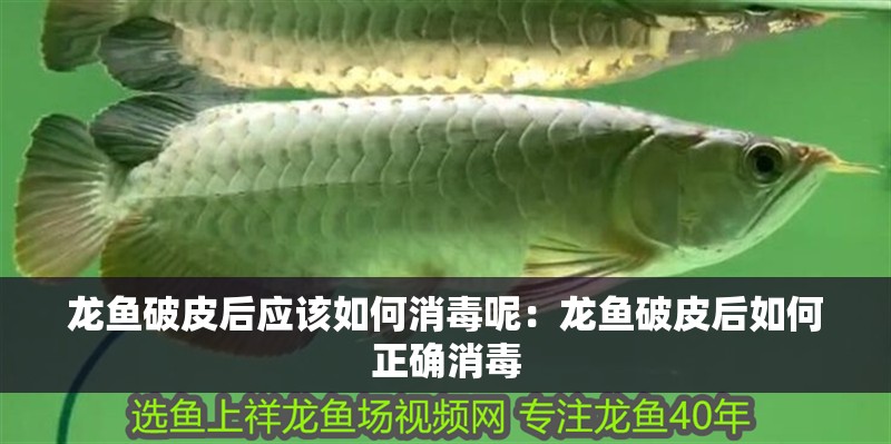 龍魚破皮后應該如何消毒呢：龍魚破皮后如何正確消毒