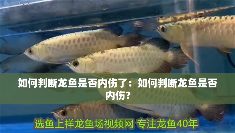 如何判斷龍魚是否內(nèi)傷了：如何判斷龍魚是否內(nèi)傷？