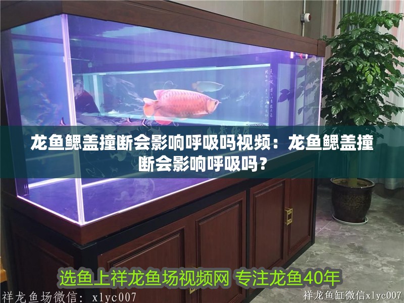 龍魚鰓蓋撞斷會影響呼吸嗎視頻：龍魚鰓蓋撞斷會影響呼吸嗎？